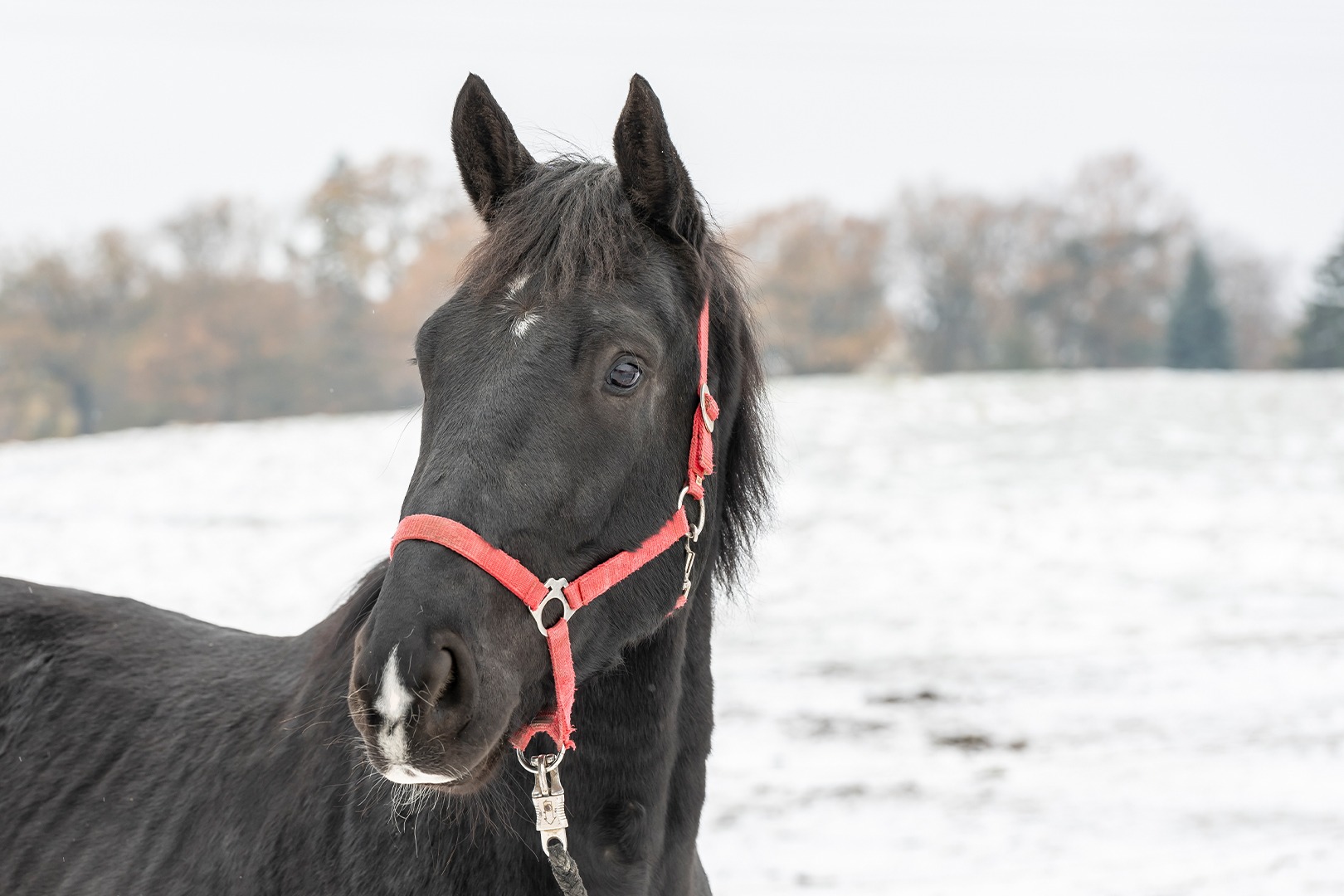 Ein schwarzes Pferd auf einer verschneiten Koppel spitzt die Ohren.