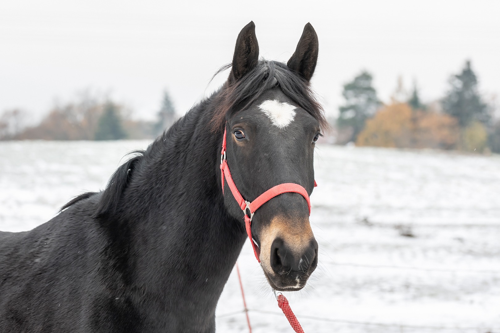 Ein schwarzes Pferd mit weißer Blesse steht auf einer verschneiten Koppel und spitzt die Ohren.